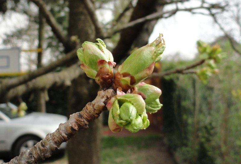 DSC00288 00.JPG - Április 03-án így kezdődött az 2011-es agárdi szezon.